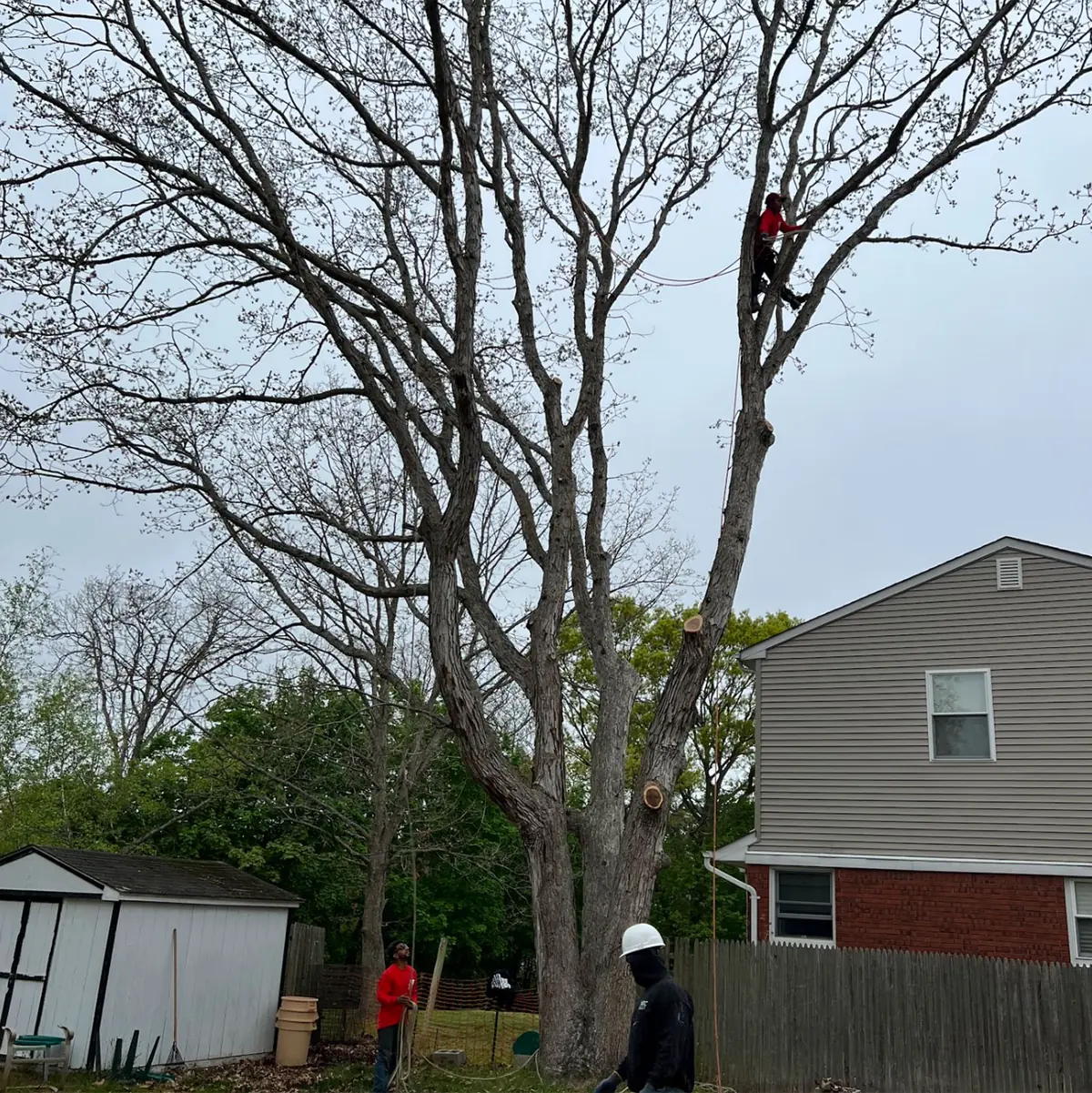 Big Brother Tree Service crew after a residential tree removal on Long Island