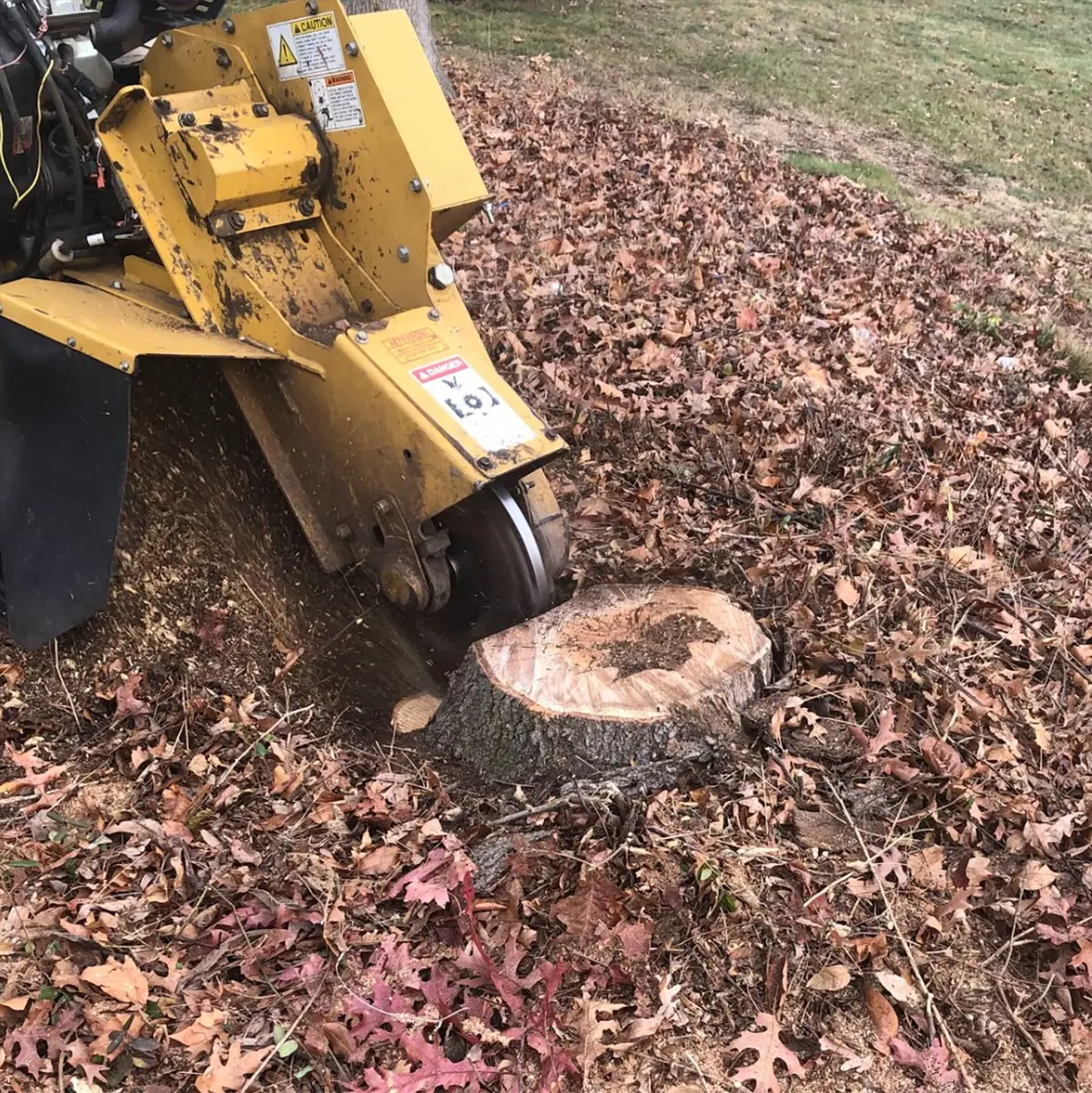 Crew grinding a stump from an aging fruit tree in a Levittown NY backyard